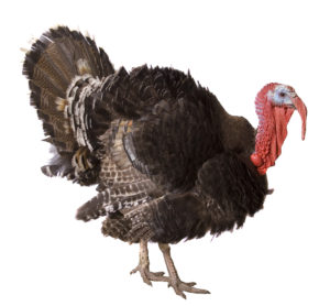 bigstock turkey cock isolate on white 26421188 300x278